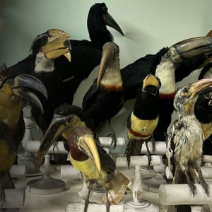 Archives et réserves pour le Muséum d’Histoire Naturelle d’Autun